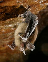 Northern Long-Eared Bat