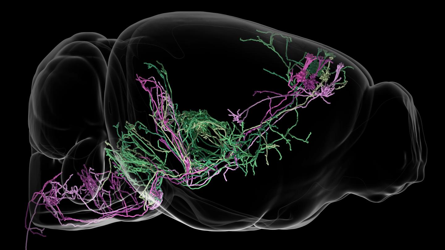 Motor Cortex