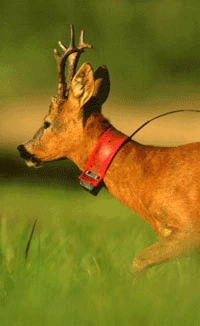Roe Deer (<i>Capreolus capreolus</i>)