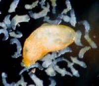 Large Reproductive Trematode Flatworm