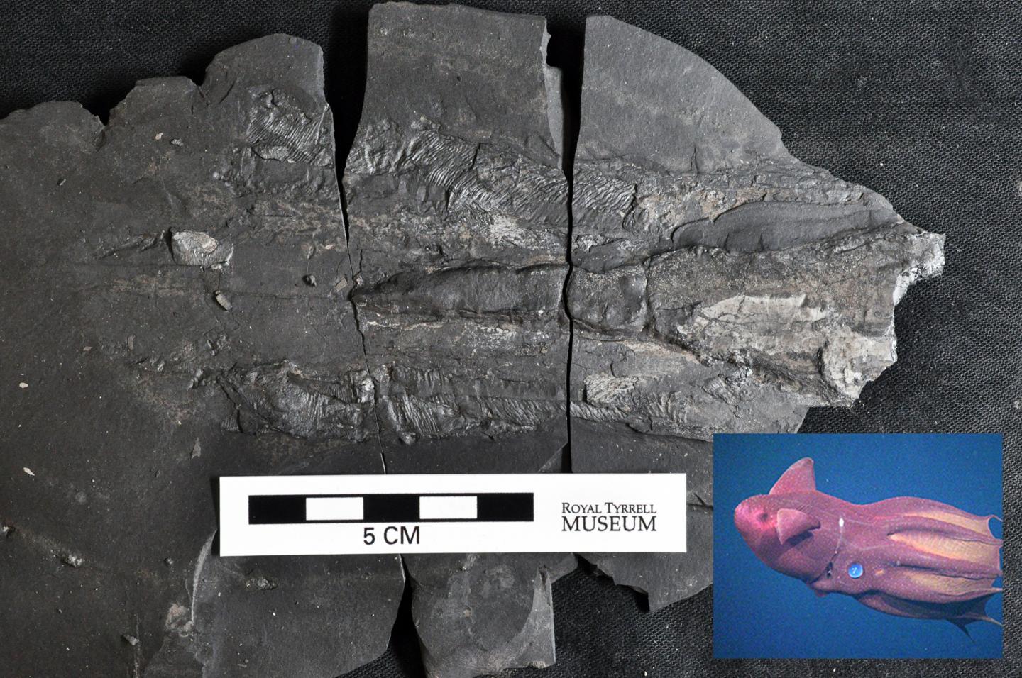 Fossilized Vampyropod
