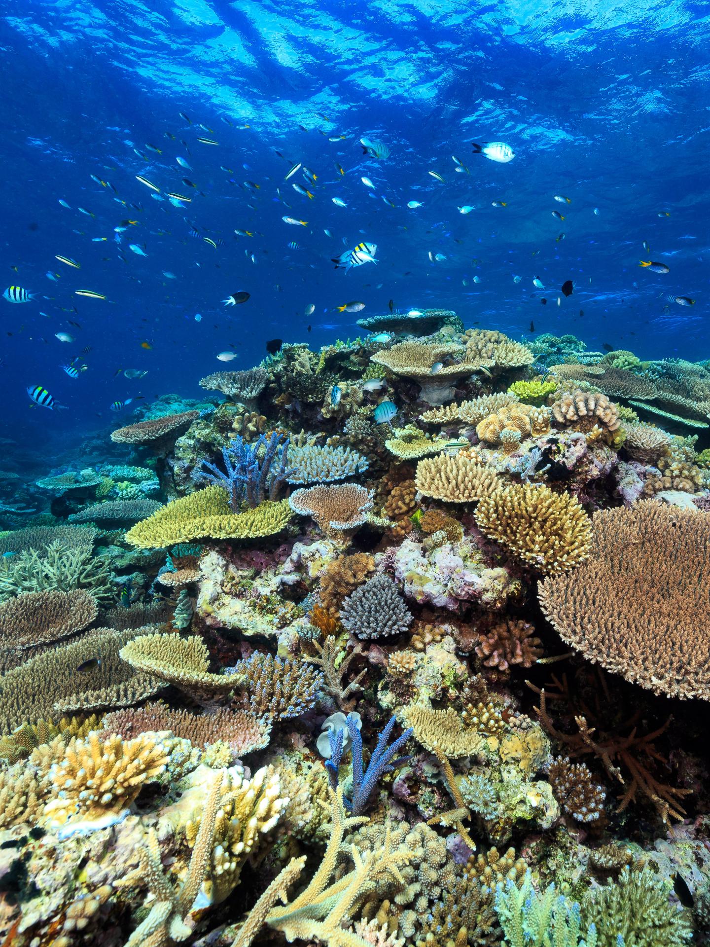 Great Barrier Reef 