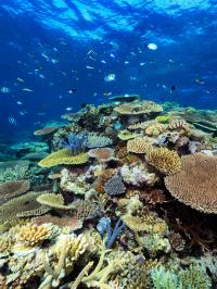 Great Barrier Reef 