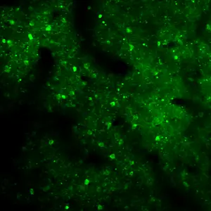 Motor cortex neurons