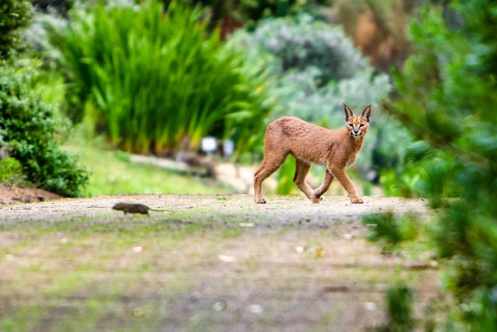 Caracal hunting a rat
