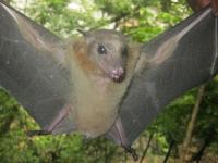 Fruit Bat