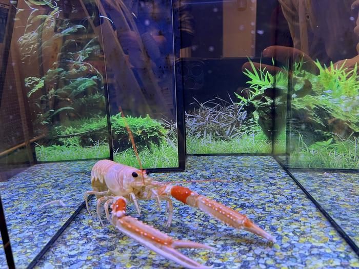 Norway lobster
