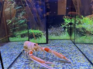Norway lobster
