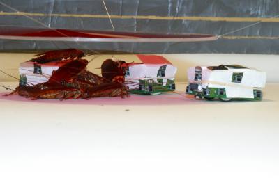 Robotic Cockroaches Control Group Behavior (3 of 4)