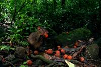 Rainforest Rodent Robber (2 of 2)