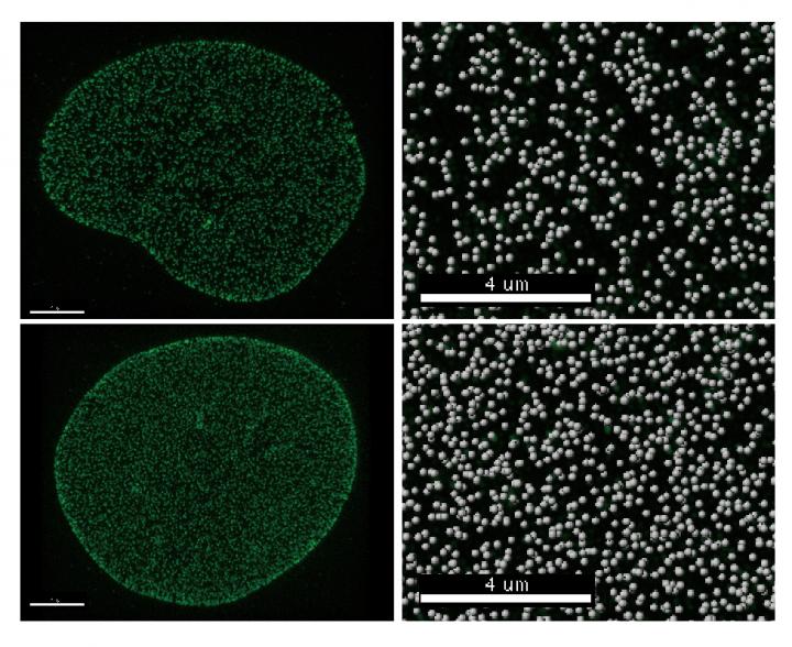 Salk Institute -- Hetzer Lab -- Tpr Comparison