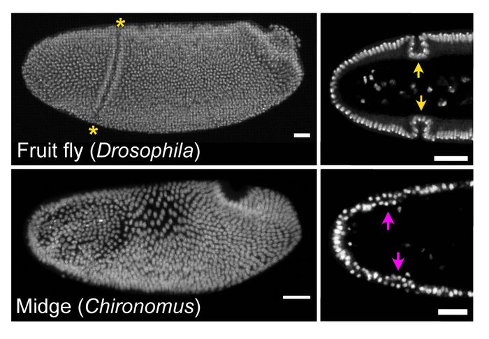 Comparison of common fruit fly (Drosophila) and midge (Chironomus) embryos