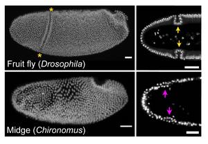 Comparison of common fruit fly (Drosophila) and midge (Chironomus) embryos