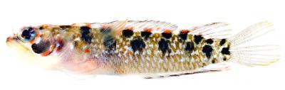 <I>Starksia langi</I>