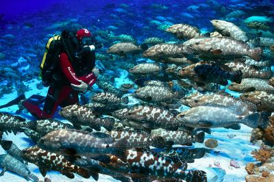 Grouper Spawning Aggregation