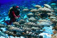 Grouper Spawning Aggregation