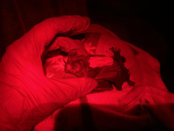 Tagged fringe-lipped bat