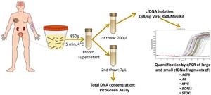 Analysis of the Fragmentation and Integrity of Urine Cell-Free DNA as a Diagnostic and Staging Biomarker for Bladder Cancer
