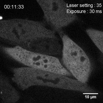 Protein Droplets in a Cell