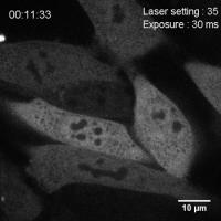 Protein Droplets in a Cell