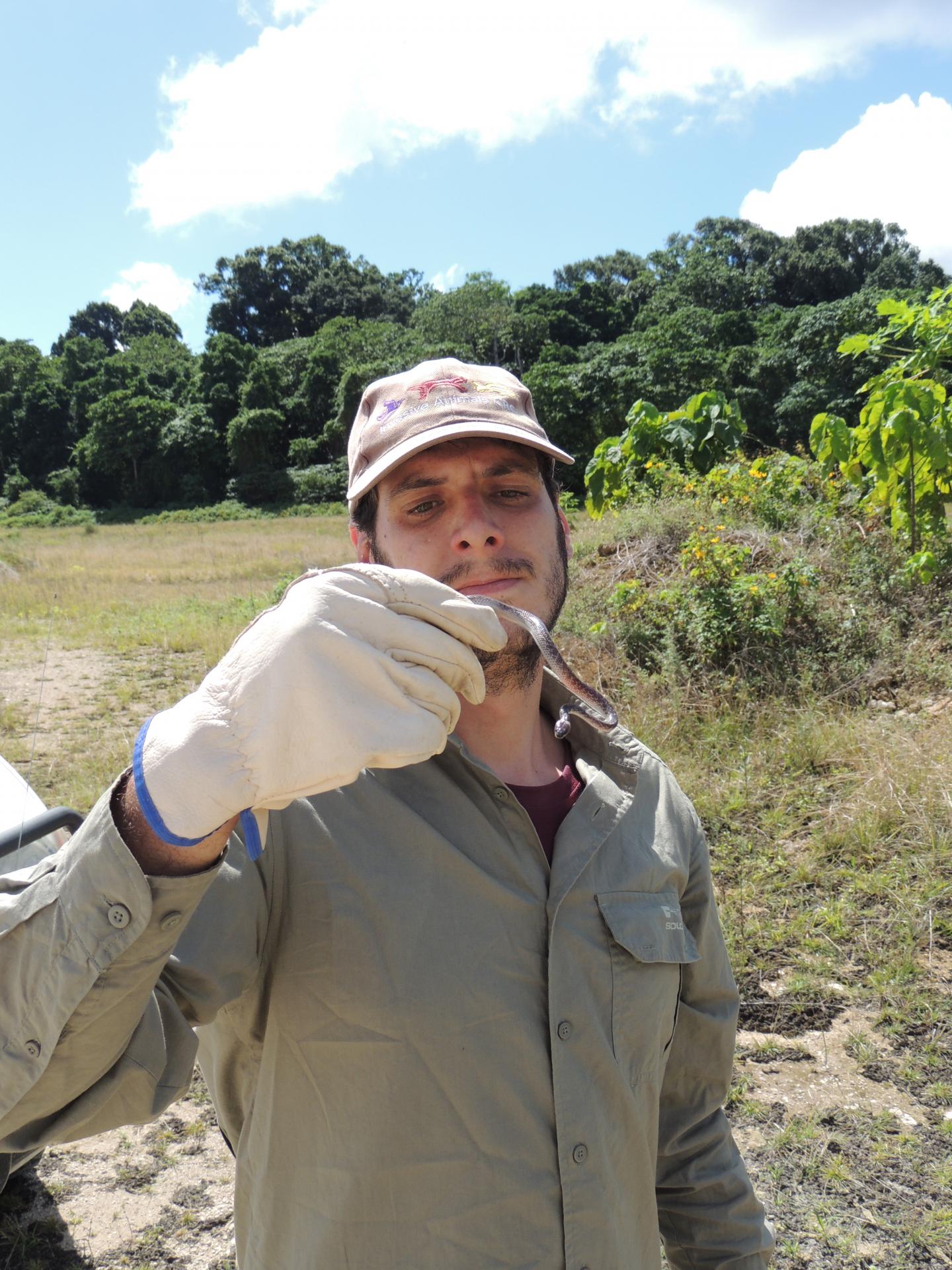 Invasive Snakes Impacting on Biodiversity