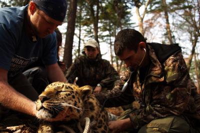 Far Eastern Leopard