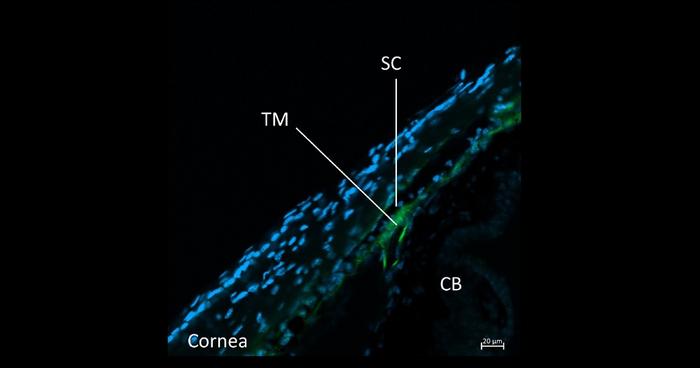 PolyU scholar discovers key mechanism of intraocular pressure regulation suggesting novel treatment approaches for glaucoma