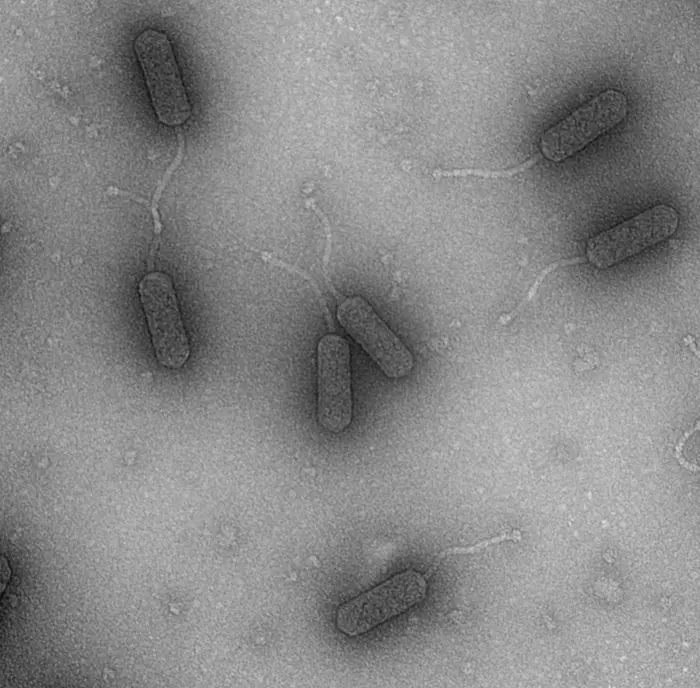 Phages - electron micrograph image 1