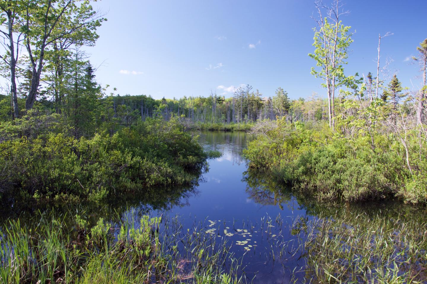 Little Pond