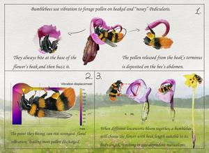 “Bite Me Here!” Multidisciplinary Research Unlocks Resonance Secret of Buzz Pollination Interactions
