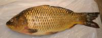 Mucous Lesions in an Infected Carp