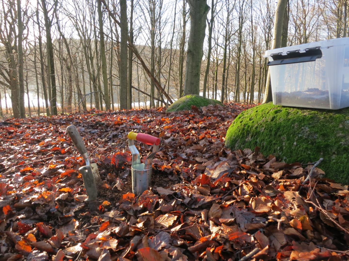 Fungal Biodiversity (1 of 2)