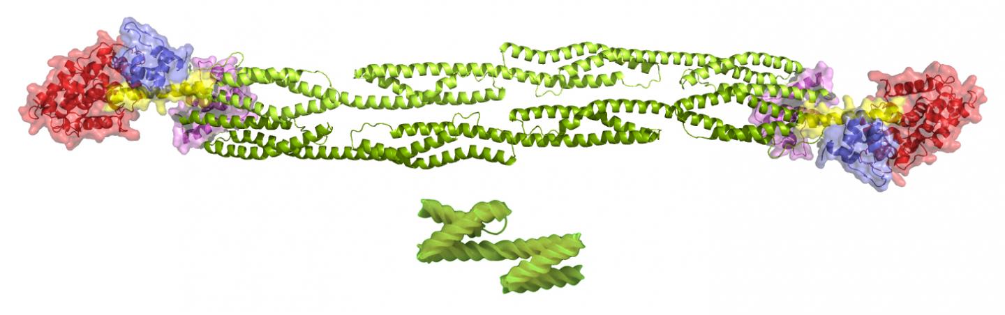 Alpha-actinin Dimer