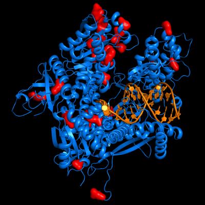 Structural Basis for Processive Dna Synthesis by Yeast DNA Polymerase &#603;