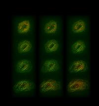 How Cardiomyocytes Remodel