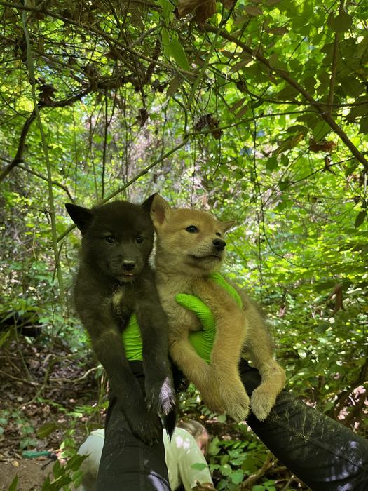 Coyote puppies