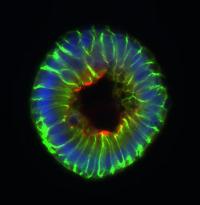 Normal Gut Metabolite Impairs Intestinal Stem Cell Proliferation