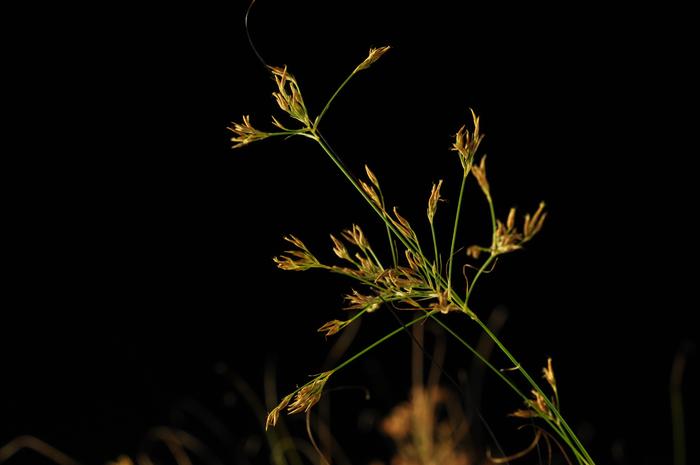 Photograph of the Brazilian beak-sedge Rhynchospora tenuis.