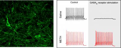 GABA Inhibitory Neuron