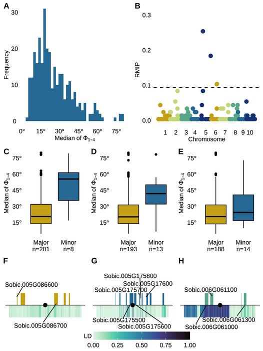 Figure 6. GWAS identifies genomic regions associated with variation in the median of the lower four phyllotaxic angles.