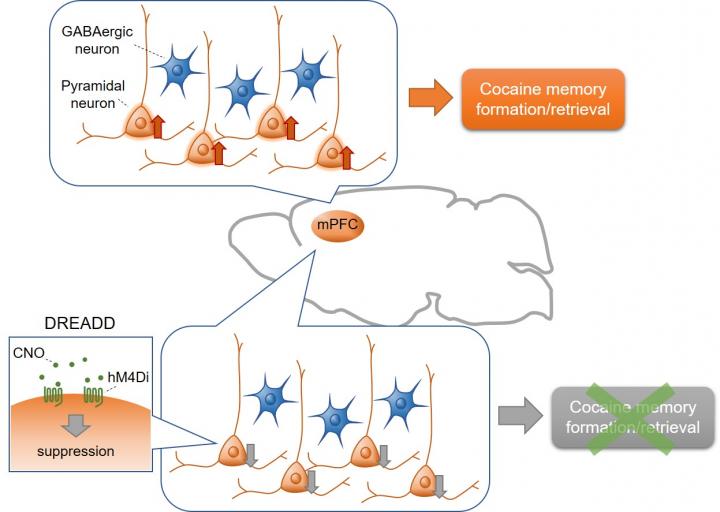 Schematic Summary