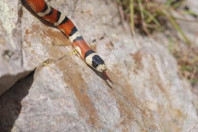 King Snake