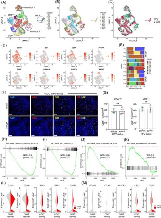 CD8+ T cells display a lower expression of ICB checkpoints in HPV+ PSCC.