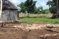 Ghana Farm