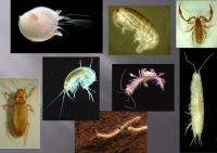 New Species Discovered in Outback Australia