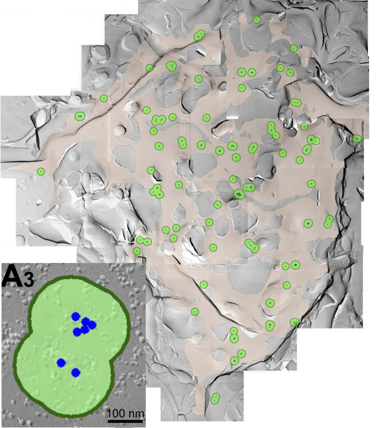 Calcium Channel Clusters on Presynaptic Membrane
