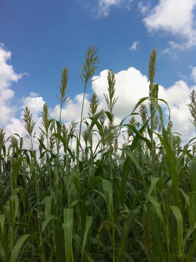 Oily Sorghum