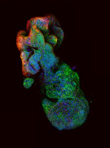 Organoid Structure