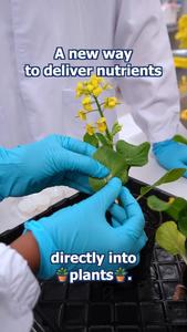 2025 1209 Microneedles for plant growth 4