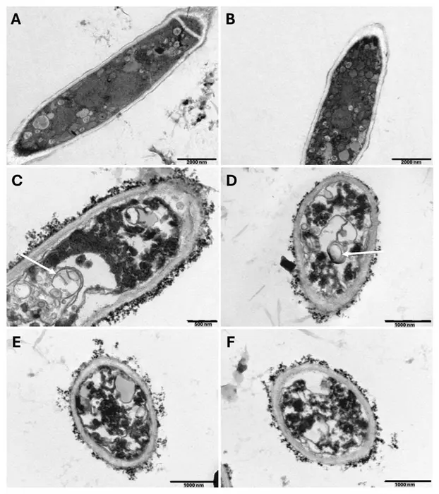 Mediterranean rockrose extract shows fungicidal activity